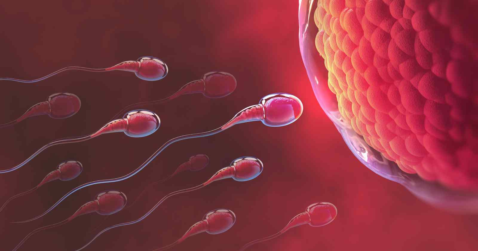 When are you least fertile?